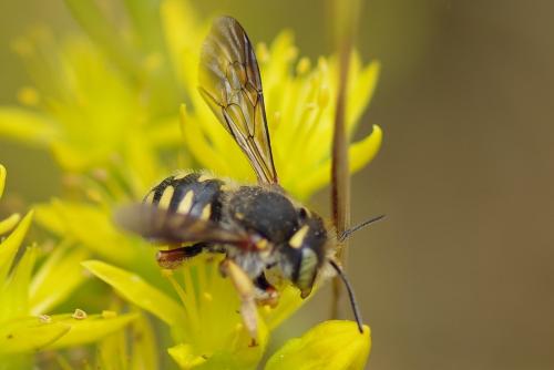 Anthidium oblongatum